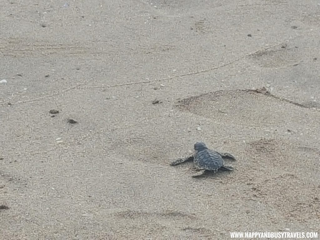 Baby Turtle Releasing by Kuta Beach Sea Turtle Conservation Center in Bali Indonesia