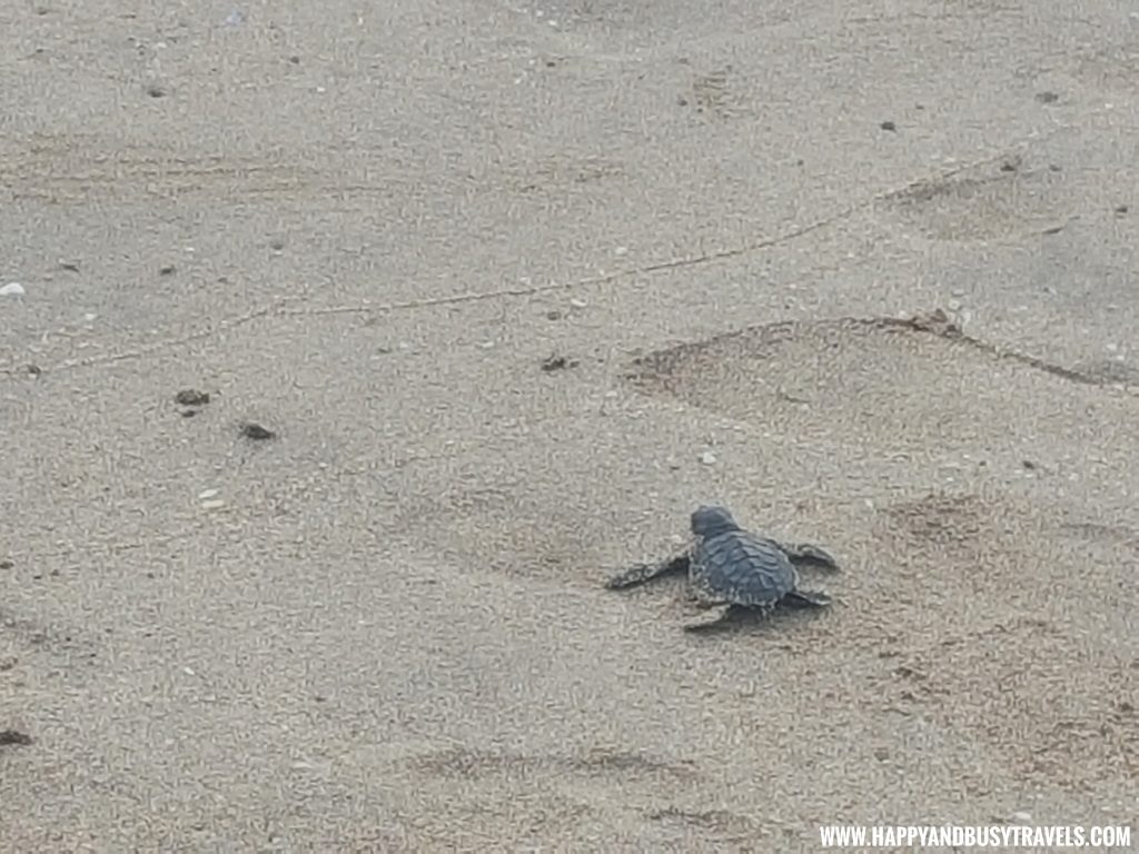 Baby Turtle Releasing, Bali Indonesia - Happy and Busy Travels