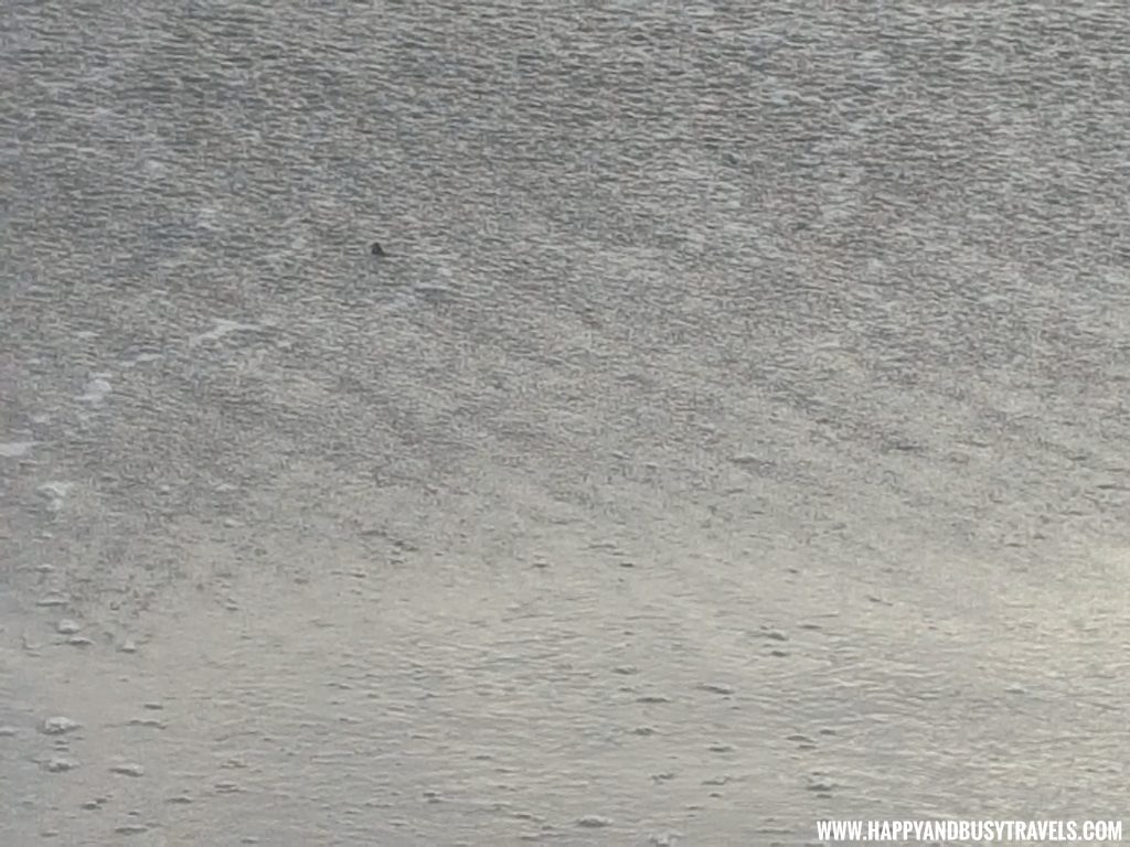 Baby Turtle Releasing by Kuta Beach Sea Turtle Conservation Center in Bali Indonesia