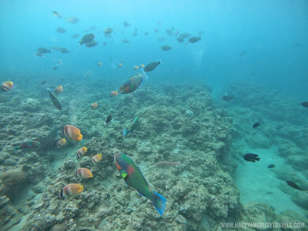 Introduction to Scuba Diving in Summer Cruise Dive Resort Batangas review of Happy and Busy Travels