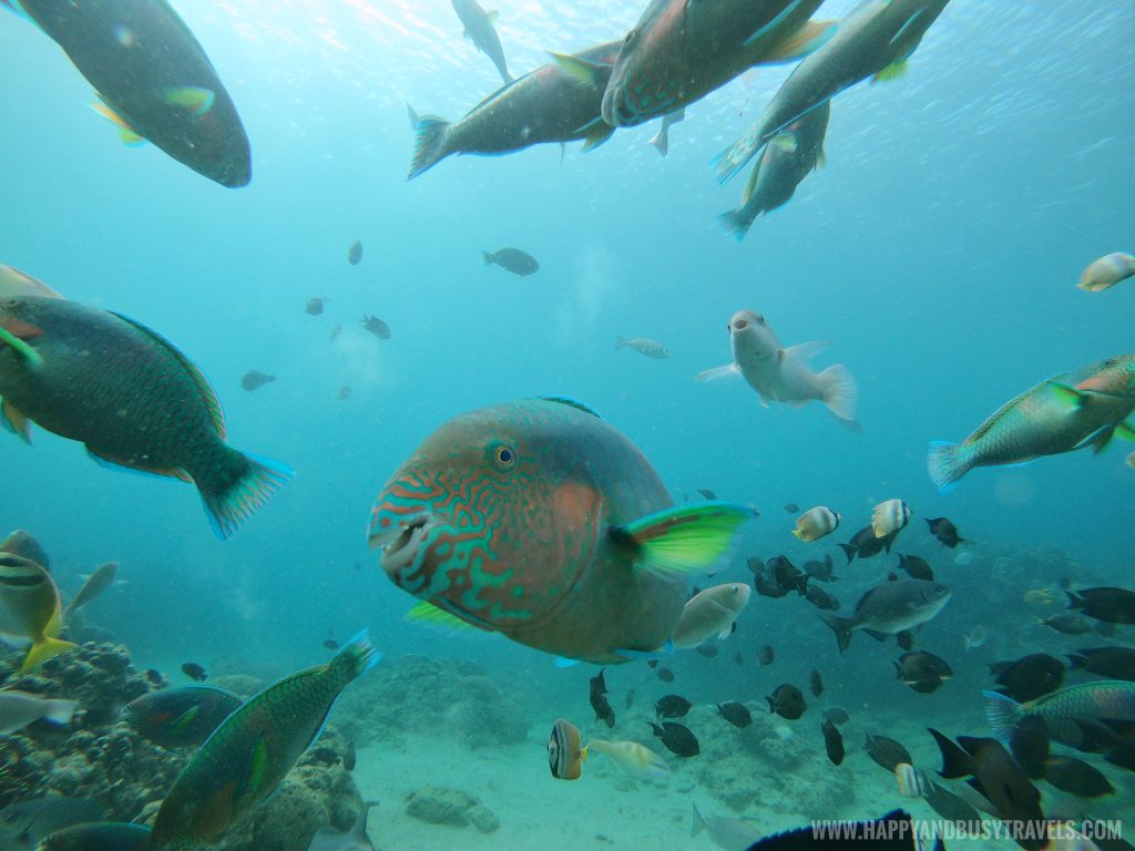 A parrto fish smiles at us during our Introduction to Scuba Diving in Summer Cruise Dive Resort Batangas review of Happy and Busy Travels