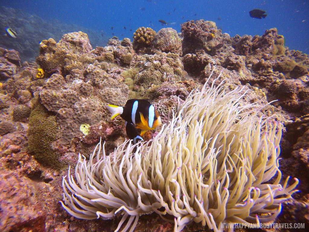 Clown fish duirng our Introduction to Scuba Diving in Summer Cruise Dive Resort Batangas review of Happy and Busy Travels