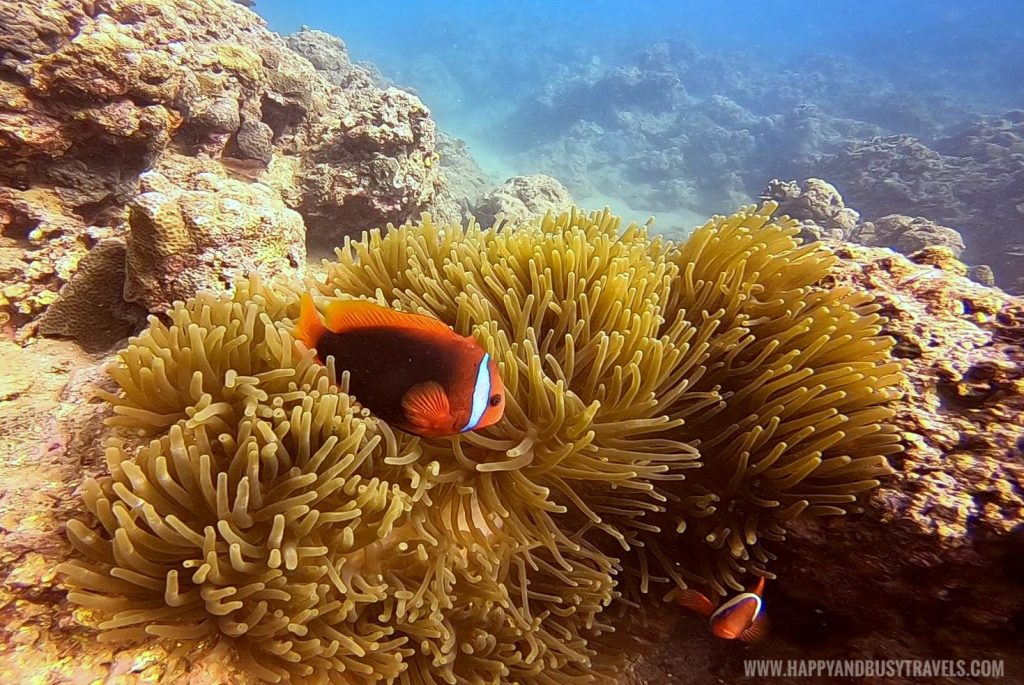 Clown fish and sea anemone during Intro to Scuba Diving in Summer Cruise Dive Resort Batangas review of Happy and Busy Travels