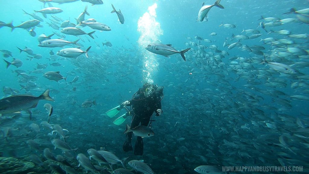 Busy in the middle of the school of fishes during our Introduction to Scuba Diving in Summer Cruise Dive Resort Batangas review of Happy and Busy Travels