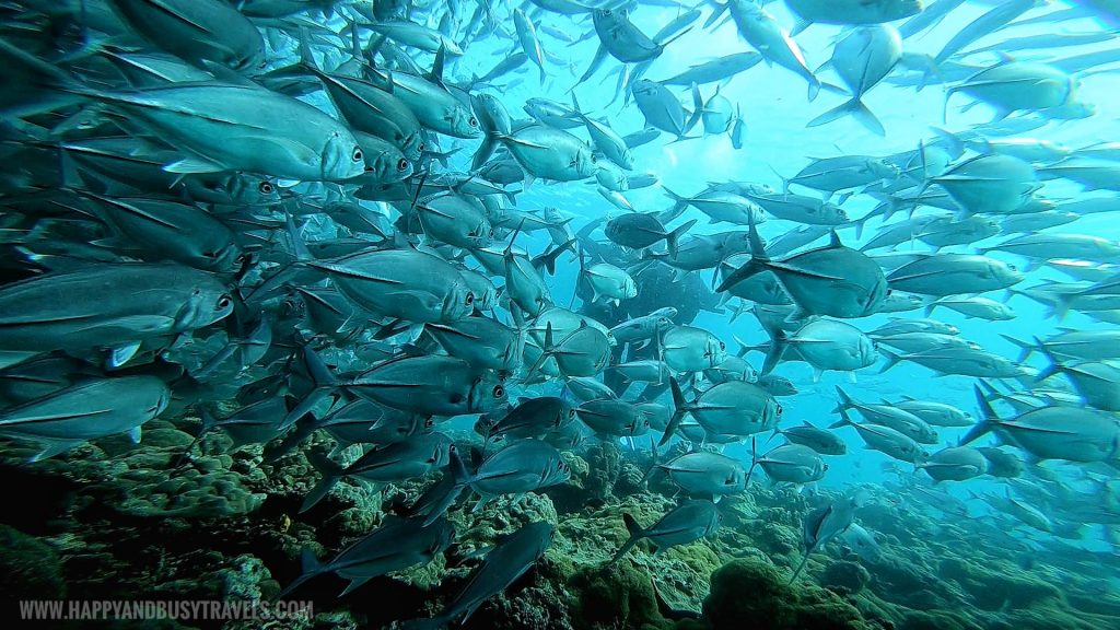 School of Jackfish or Trevally Introduction to Scuba Diving in Summer Cruise Dive Resort Batangas review of Happy and Busy Travels