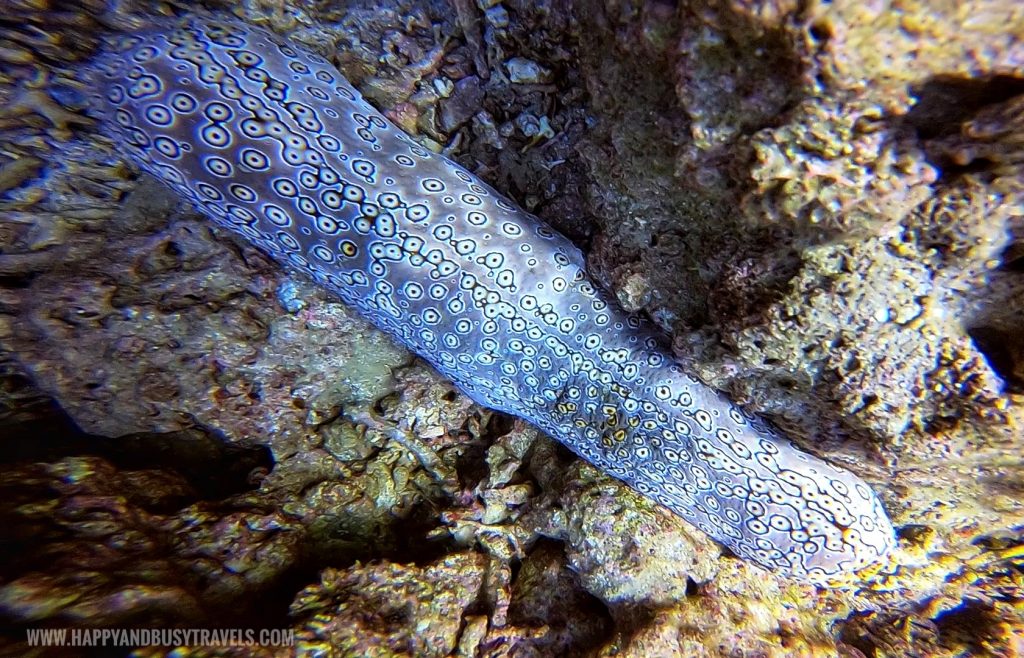 Sea Cucumber during our Introduction to Scuba Diving in Summer Cruise Dive Resort Batangas review of Happy and Busy Travels