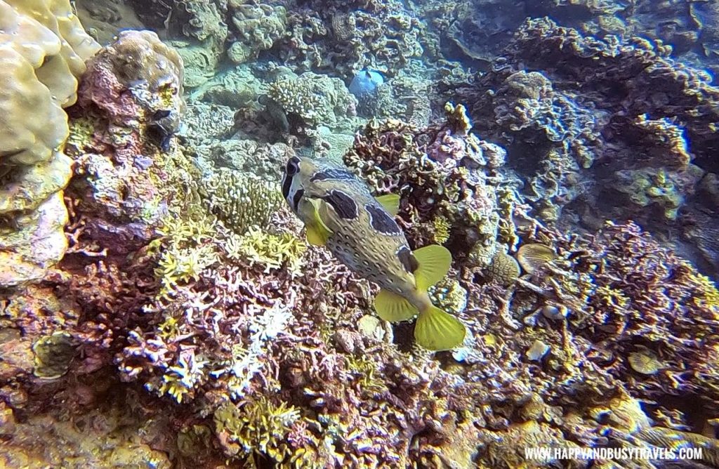 Puffer Fish during our Introduction to Scuba Diving in Summer Cruise Dive Resort Batangas review of Happy and Busy Travels