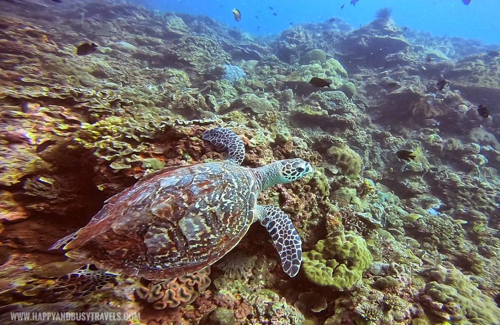 Green Sea Turtle Introduction to Scuba Diving in Summer Cruise Dive Resort Batangas review of Happy and Busy Travels