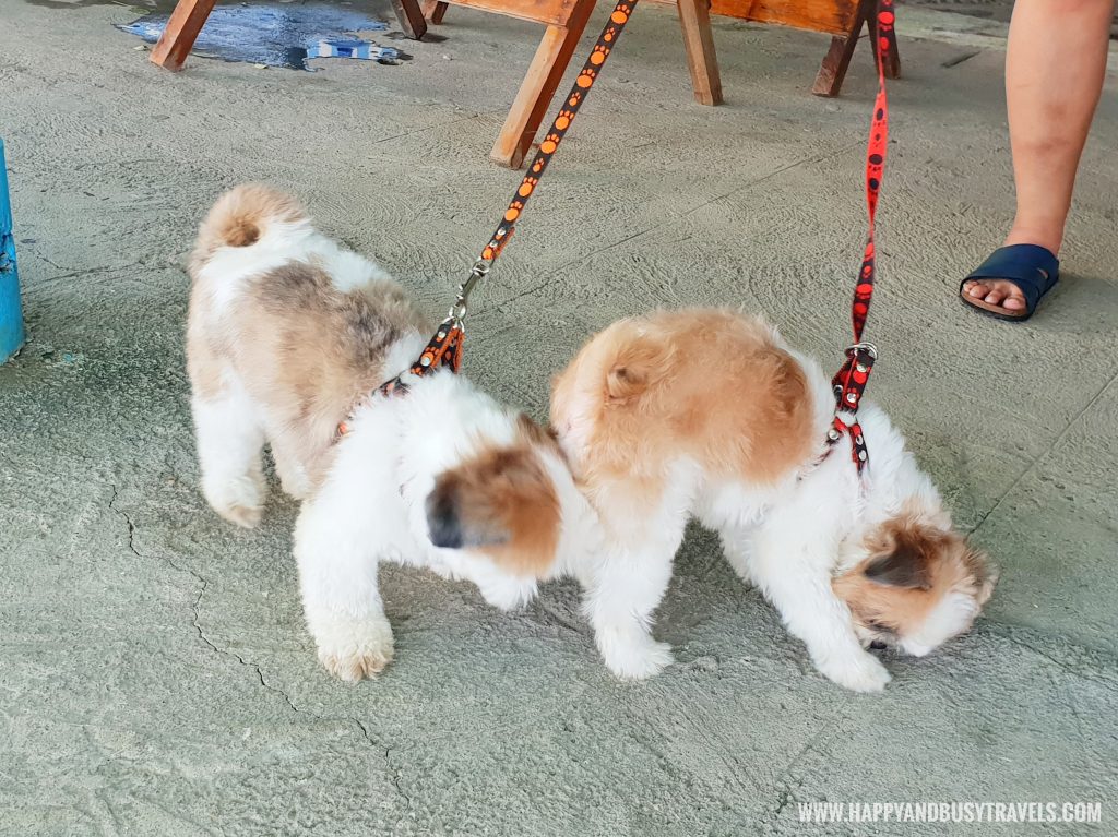 Visitor dogs in Summer Cruise Dive Resort Batangas review of happy and busy travels