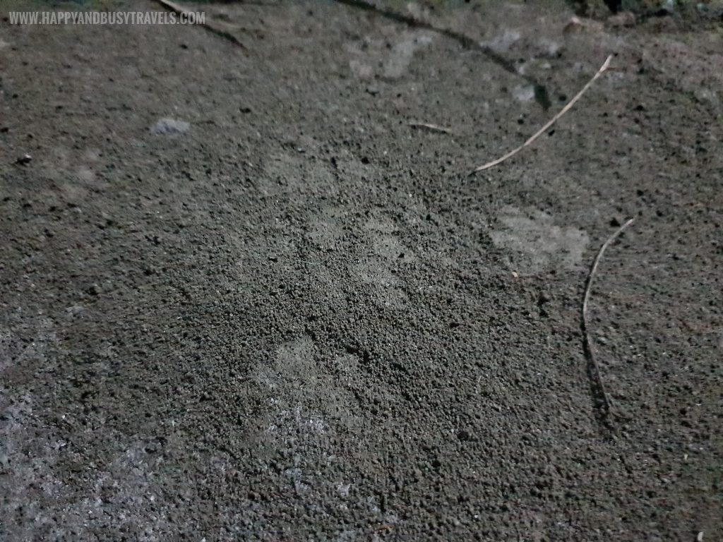 Cats footprints on the ash