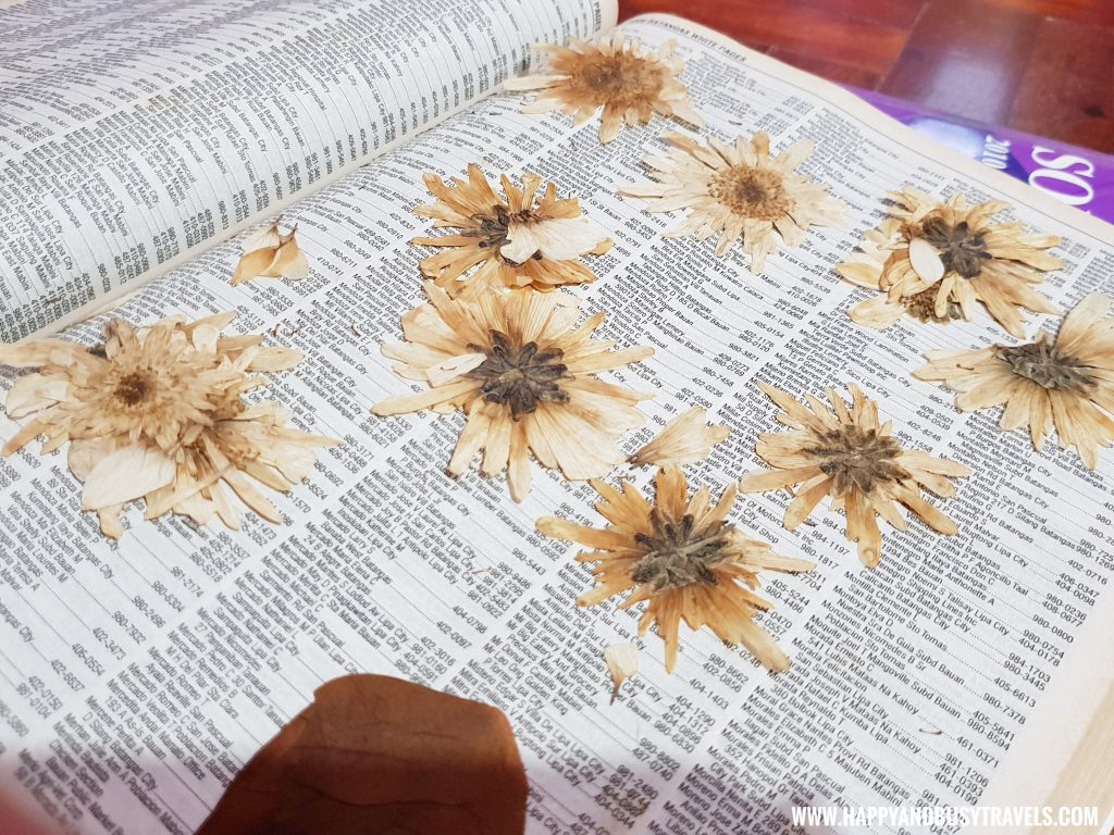 pressed chrysanthemum flowers