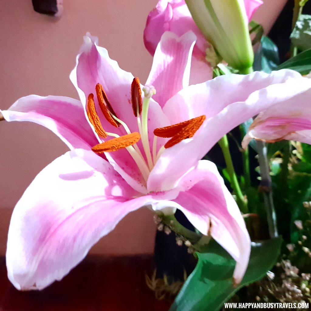 pink stargazer flowers from the flower bouquet during VAlentines day What to do with your flowers after Valentines Day