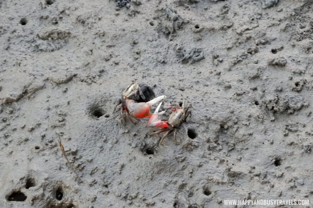 fiddler crabs Gaomei Wetlands 高美溼地 Taichung - Happy and Busy Travels to Taiwan
