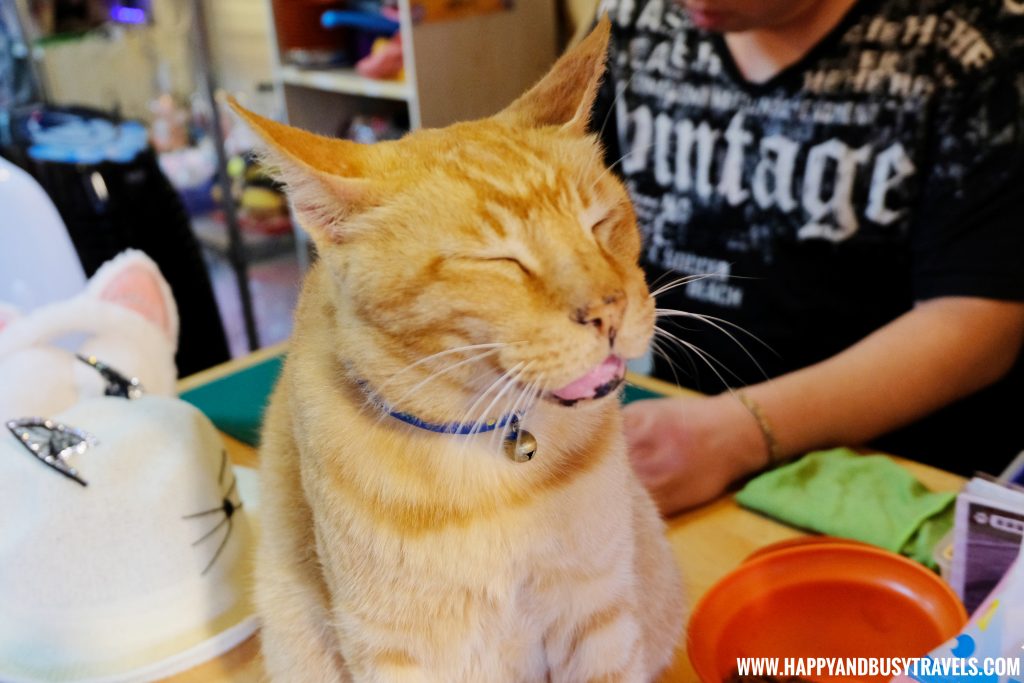 Houtong Cat Village - Happy and Busy Travels to Taiwan