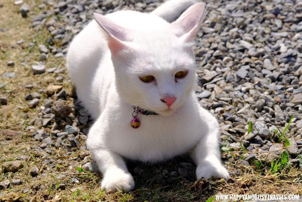 Houtong Cat Village - Happy and Busy Travels to Taiwan