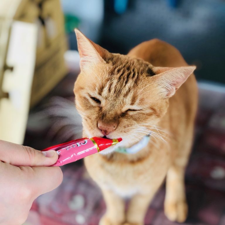 Houtong Cat Village - Happy and Busy Travels to Taiwan