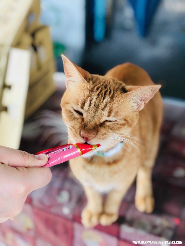 Houtong Cat Village - Happy and Busy Travels to Taiwan