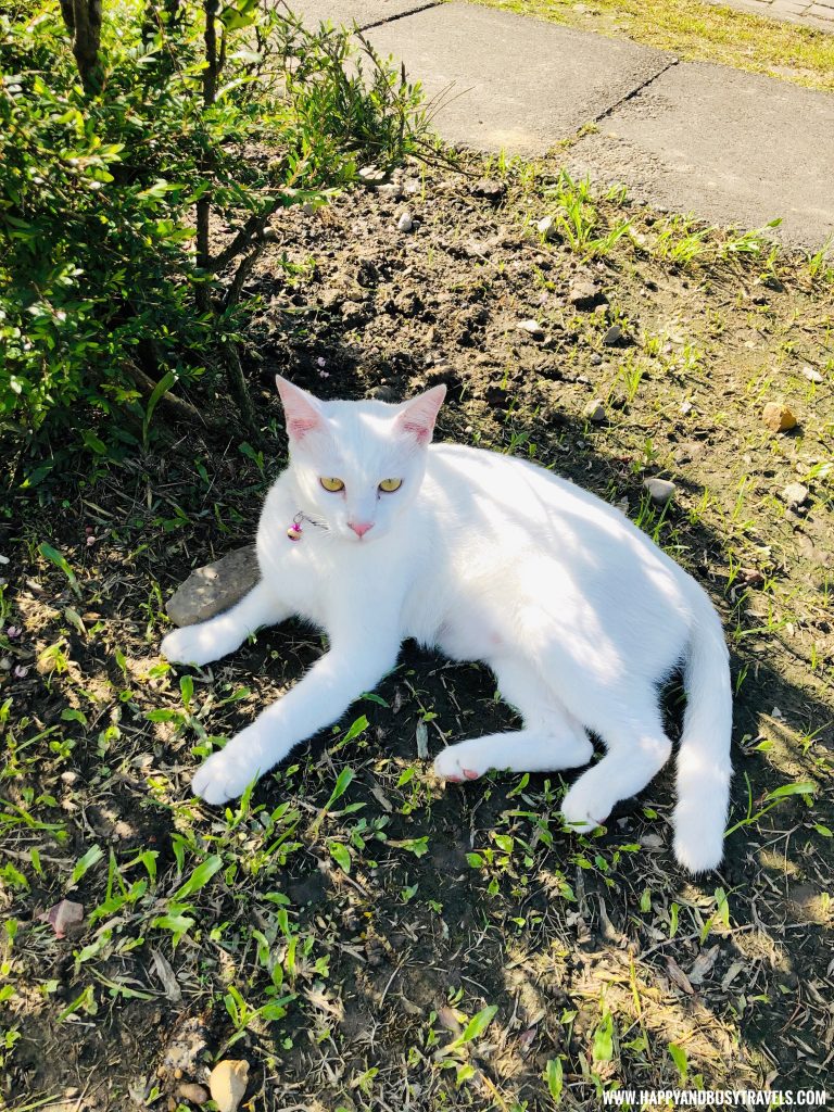 Houtong Cat Village - Happy and Busy Travels to Taiwan