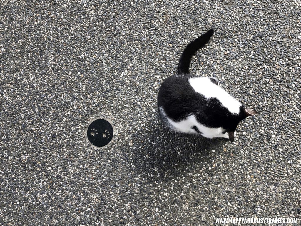 Houtong Cat Village - Happy and Busy Travels to Taiwan