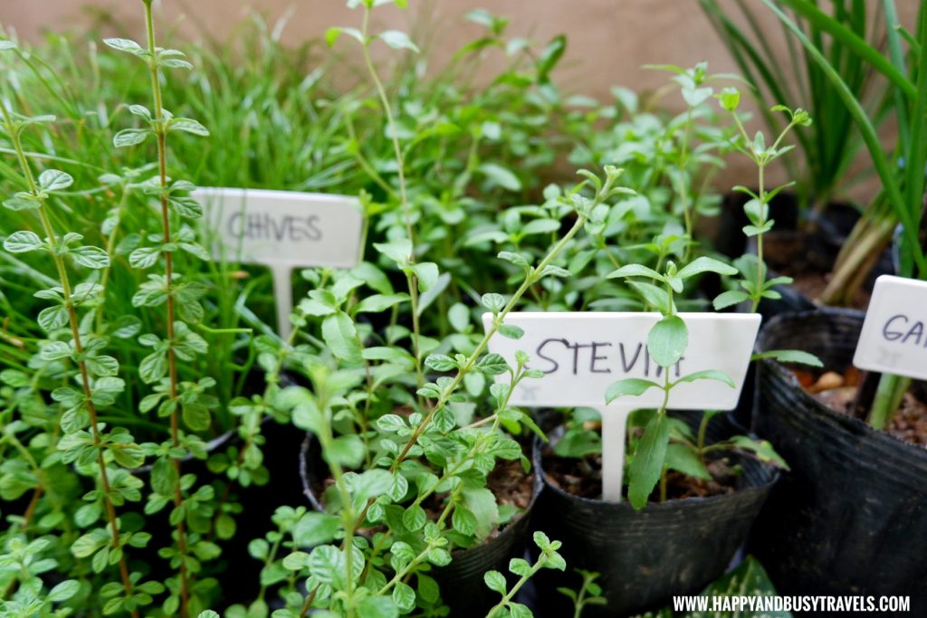 herbs stevia chives silang united farmers association Happy Garden SM Dasmarinas Cavite Plantito plantita plants expo and fresh produce happy and busy travels experience