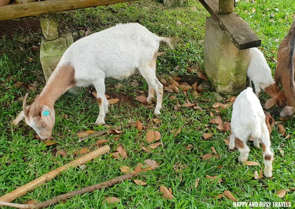 roaming goats Farm T House block house - Happy and Busy Travels to Cavinti Laguna