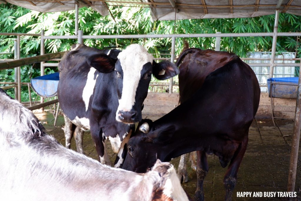 cows farm tour Farm T House block house - Happy and Busy Travels to Cavinti Laguna