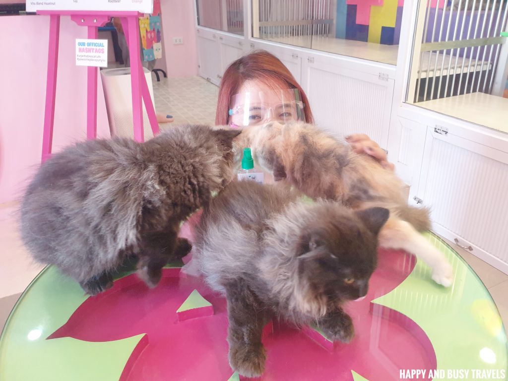 UrPet Babies Cat Cafe, Silang, Cavite - Happy and Busy Travels