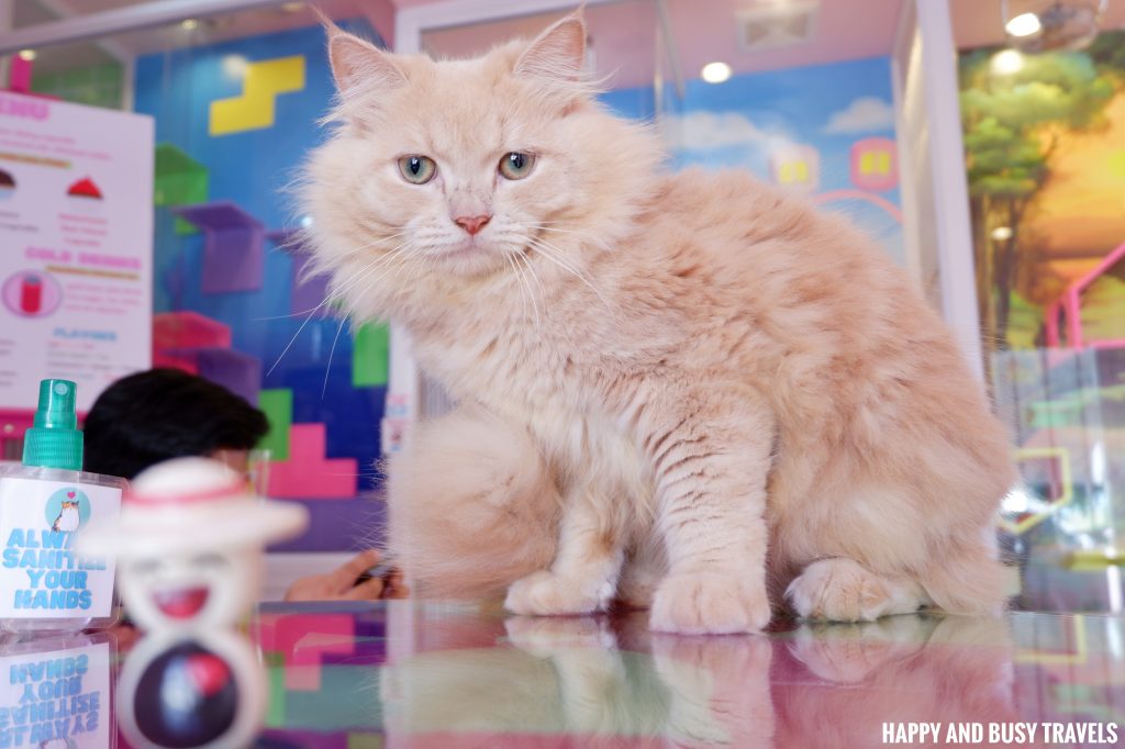 UrPet Babies Cat Cafe, Silang, Cavite - Happy and Busy Travels