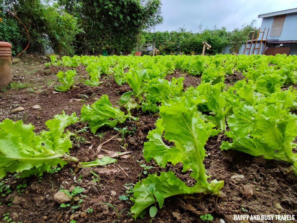 Aozora at the Farm - Happy and Busy Travels Where to Eat in Tagaytay