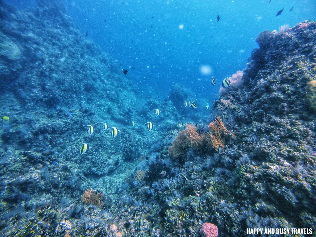 Angelfish Introduction to Scuba Diving - Buceo Anilao Happy and Busy Travels Where to stay in Batangas Where to Dive in Batangas