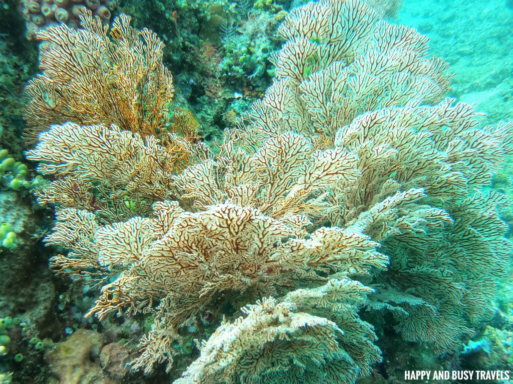 Pink coral Introduction to Scuba Diving 11 - Cornetfish - Buceo Anilao Happy and Busy Travels Where to stay in Batangas Where to Dive in Batangas