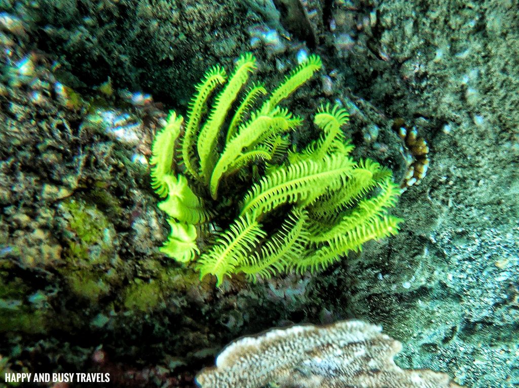 Introduction to Scuba Diving 11 - Cornetfish - Buceo Anilao Happy and Busy Travels Where to stay in Batangas Where to Dive in Batangas