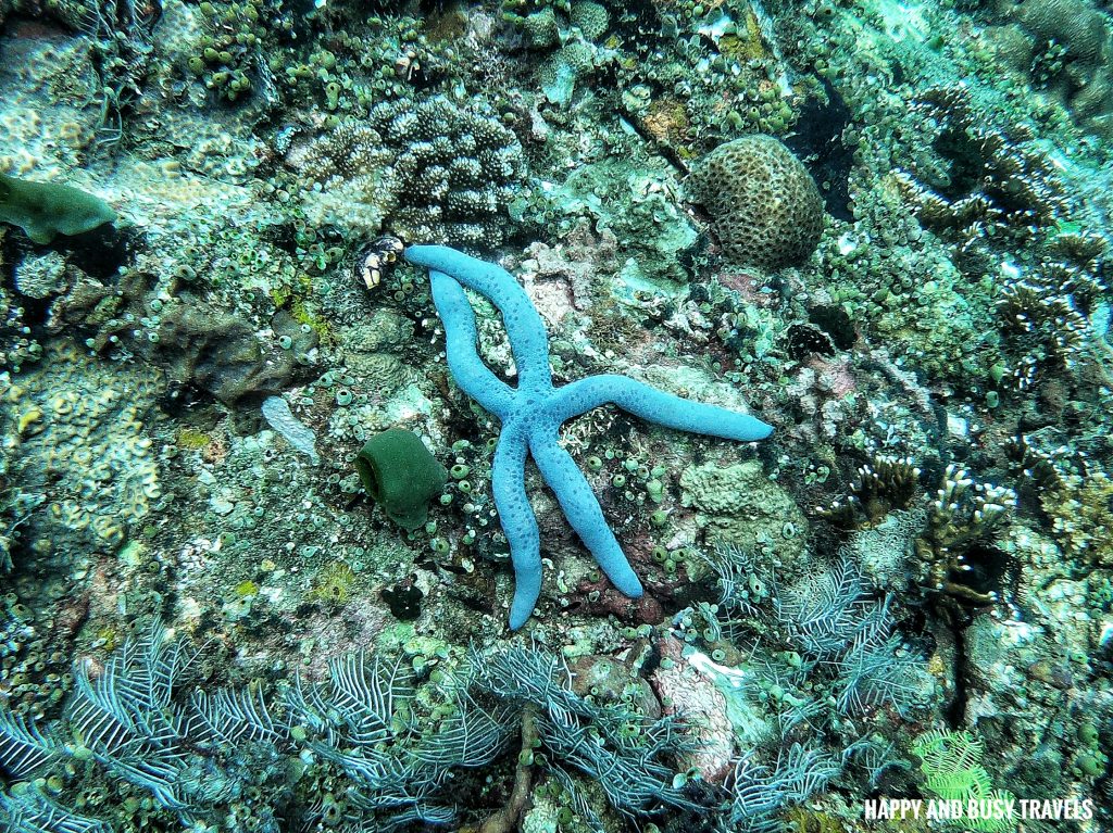 Blue Starfish Introduction to Scuba Diving 11 - Cornetfish - Buceo Anilao Happy and Busy Travels Where to stay in Batangas Where to Dive in Batangas