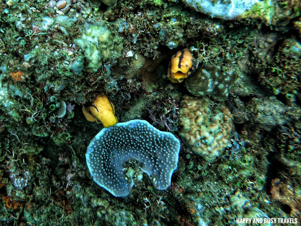 Yellow tunicate Introduction to Scuba Diving 11 - Cornetfish - Buceo Anilao Happy and Busy Travels Where to stay in Batangas Where to Dive in Batangas