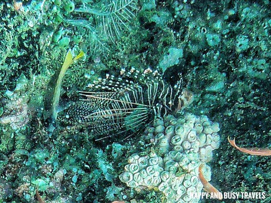 lionfish Introduction to Scuba Diving 11 - Cornetfish - Buceo Anilao Happy and Busy Travels Where to stay in Batangas Where to Dive in Batangas