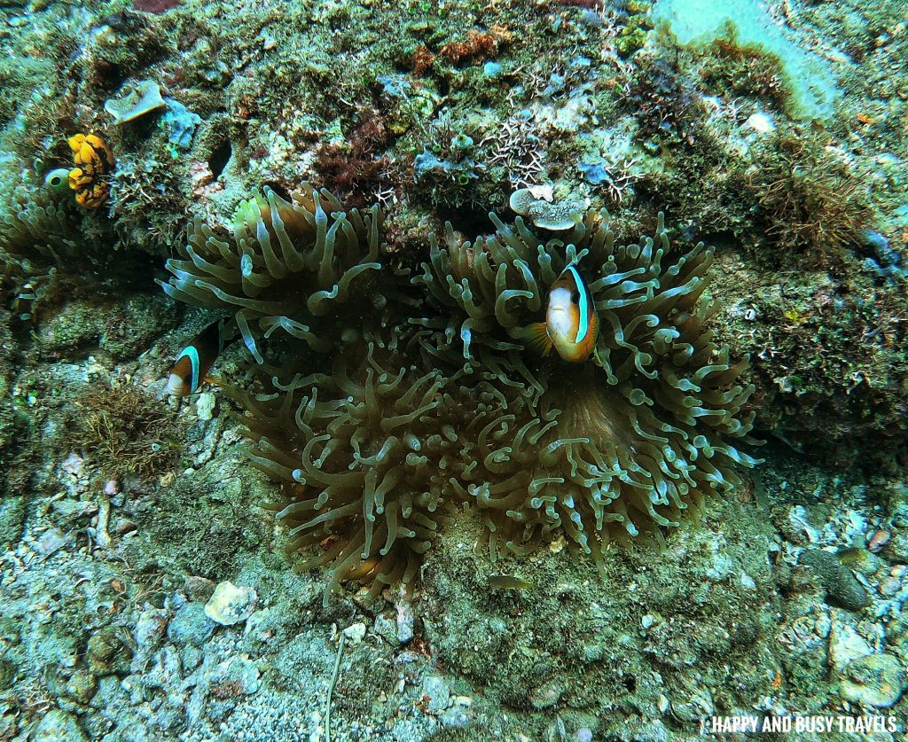 Clownfish Introduction to Scuba Diving 11 - Cornetfish - Buceo Anilao Happy and Busy Travels Where to stay in Batangas Where to Dive in Batangas