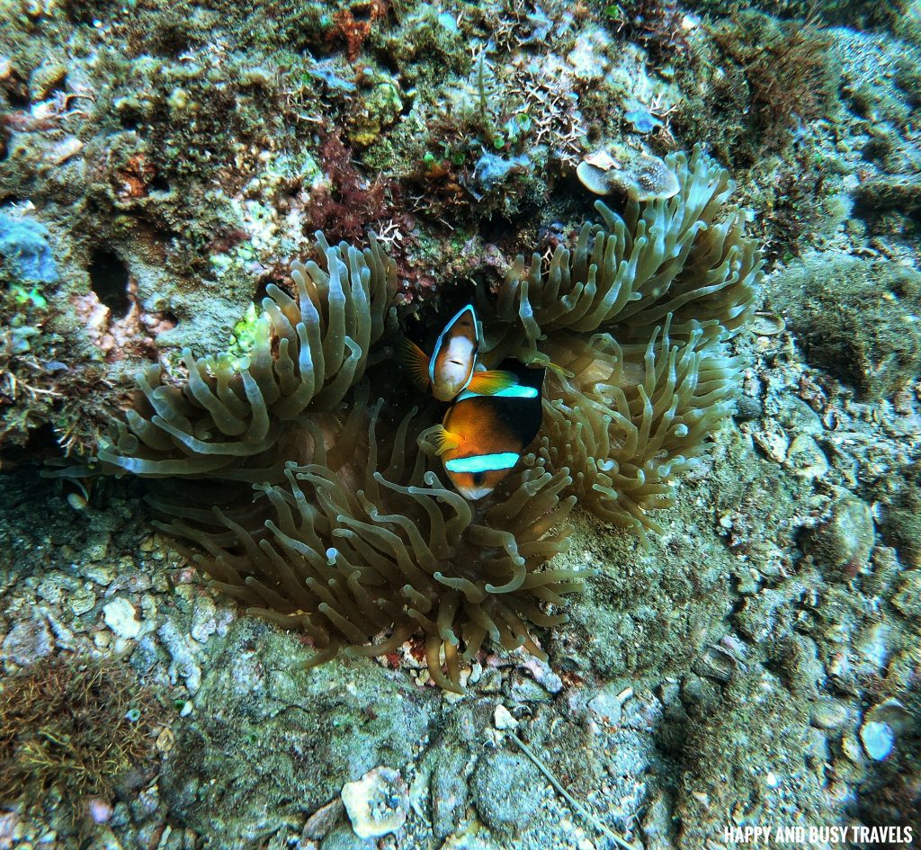 Clownfish Introduction to Scuba Diving 11 - Cornetfish - Buceo Anilao Happy and Busy Travels Where to stay in Batangas Where to Dive in Batangas