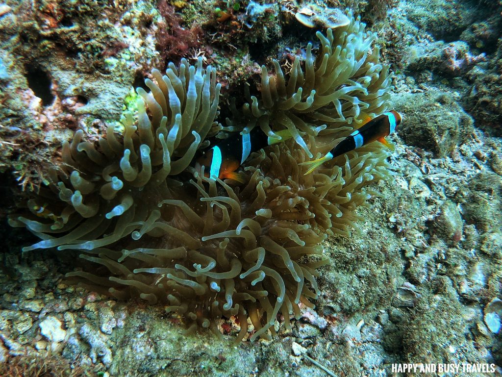 Clownfish Introduction to Scuba Diving 11 - Cornetfish - Buceo Anilao Happy and Busy Travels Where to stay in Batangas Where to Dive in Batangas