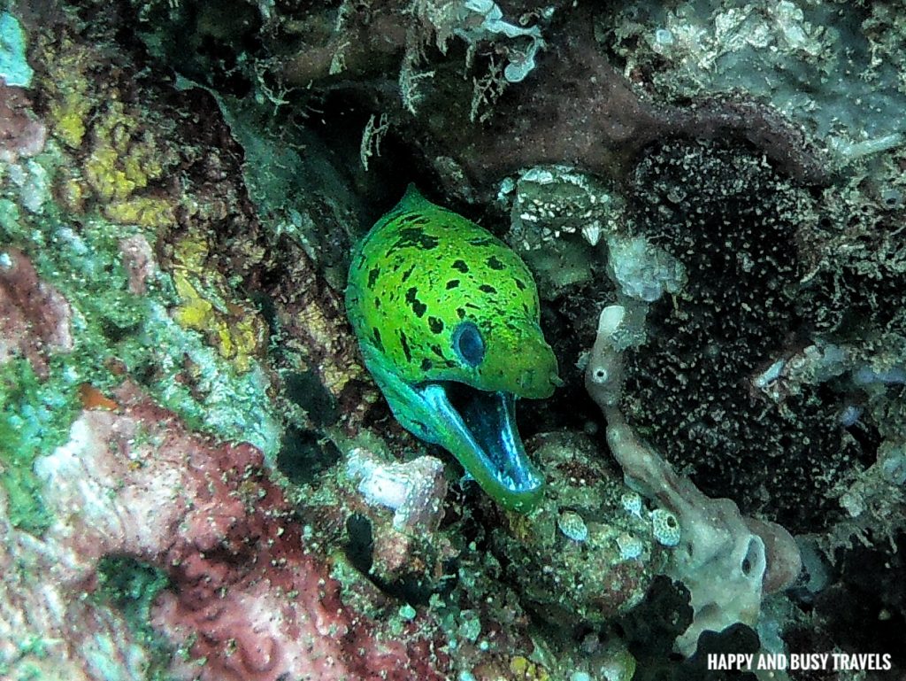 Moray Eel Introduction to Scuba Diving 11 - Cornetfish - Buceo Anilao Happy and Busy Travels Where to stay in Batangas Where to Dive in Batangas