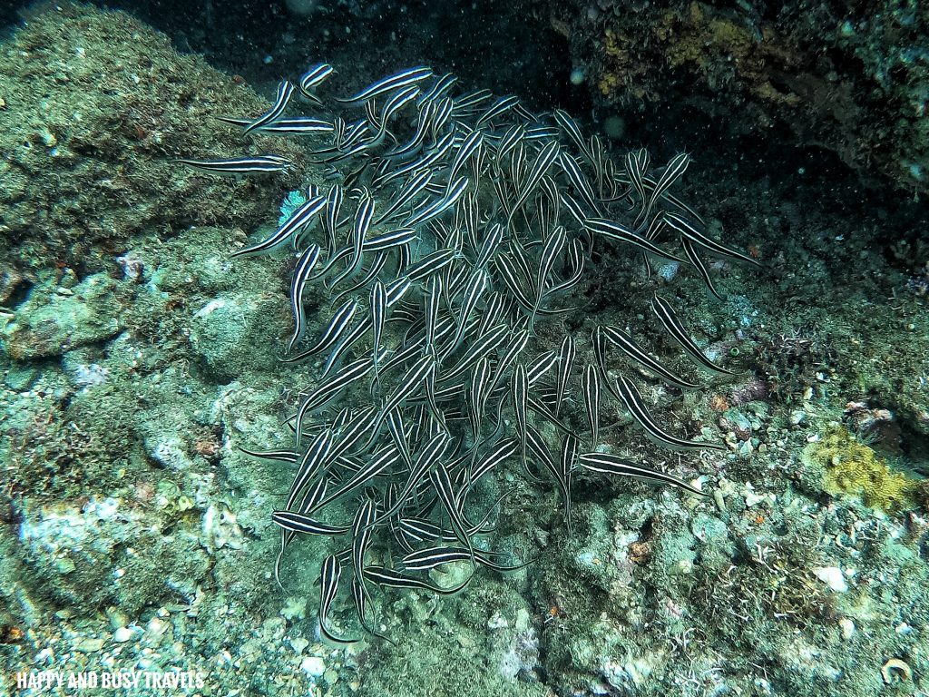 striped catfish Introduction to Scuba Diving 11 - Cornetfish - Buceo Anilao Happy and Busy Travels Where to stay in Batangas Where to Dive in Batangas