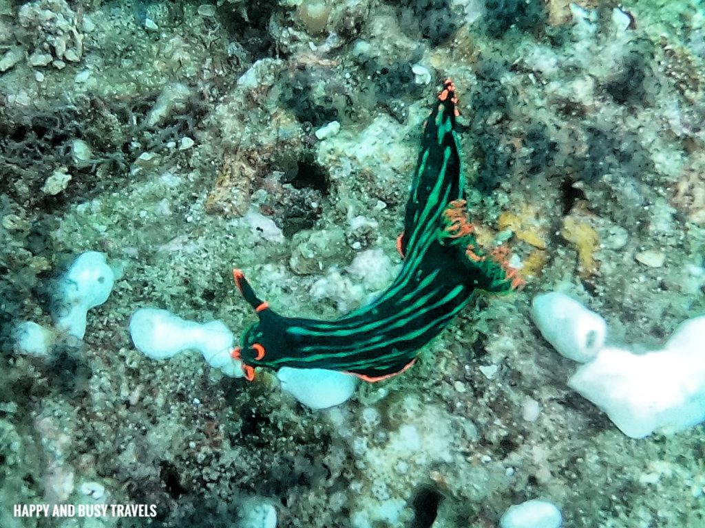 Nudibranch Sea slug Introduction to Scuba Diving 11 - Cornetfish - Buceo Anilao Happy and Busy Travels Where to stay in Batangas Where to Dive in Batangas