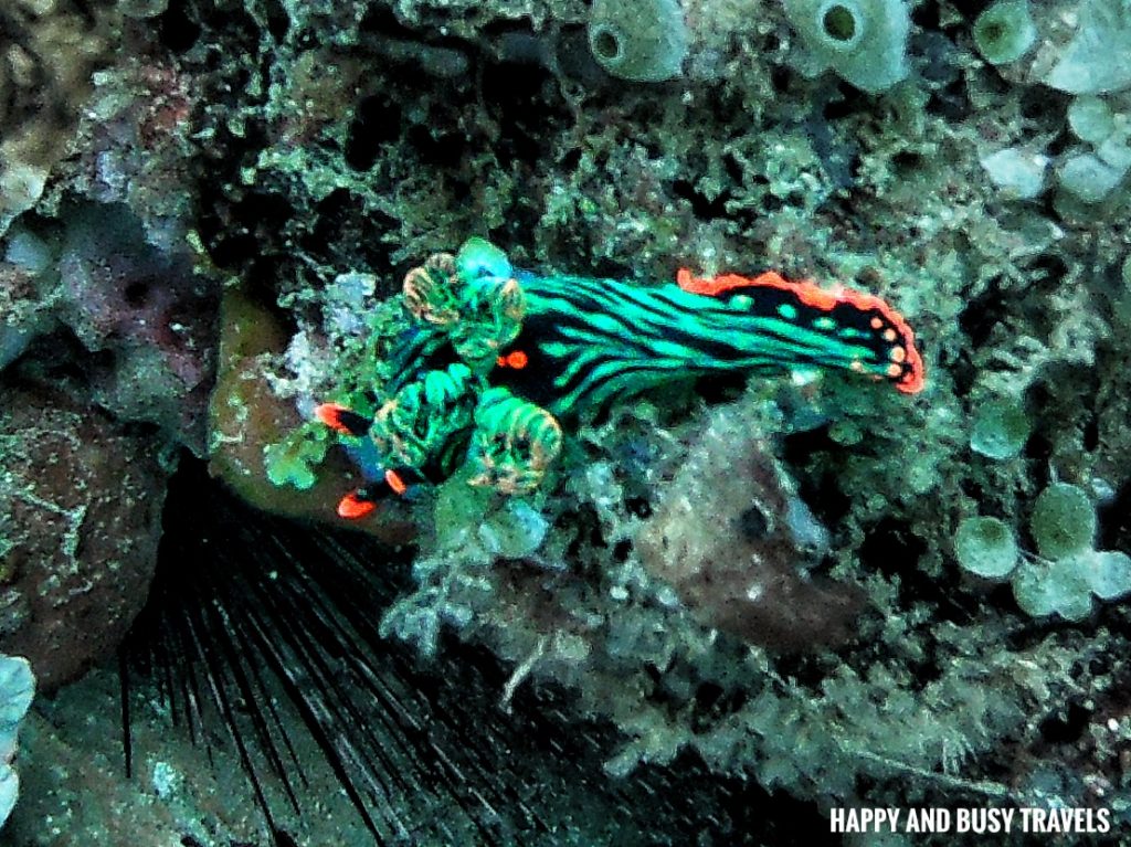 Nudibranch Sea slug Introduction to Scuba Diving 11 - Cornetfish - Buceo Anilao Happy and Busy Travels Where to stay in Batangas Where to Dive in Batangas