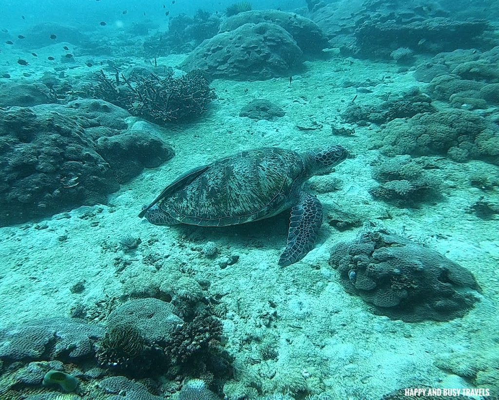 Discovery Scuba Diving Where to get scuba diving lessons Scandi Divers - Where to stay in Puerto Galera Lalaguna - Happy and Busy Travels