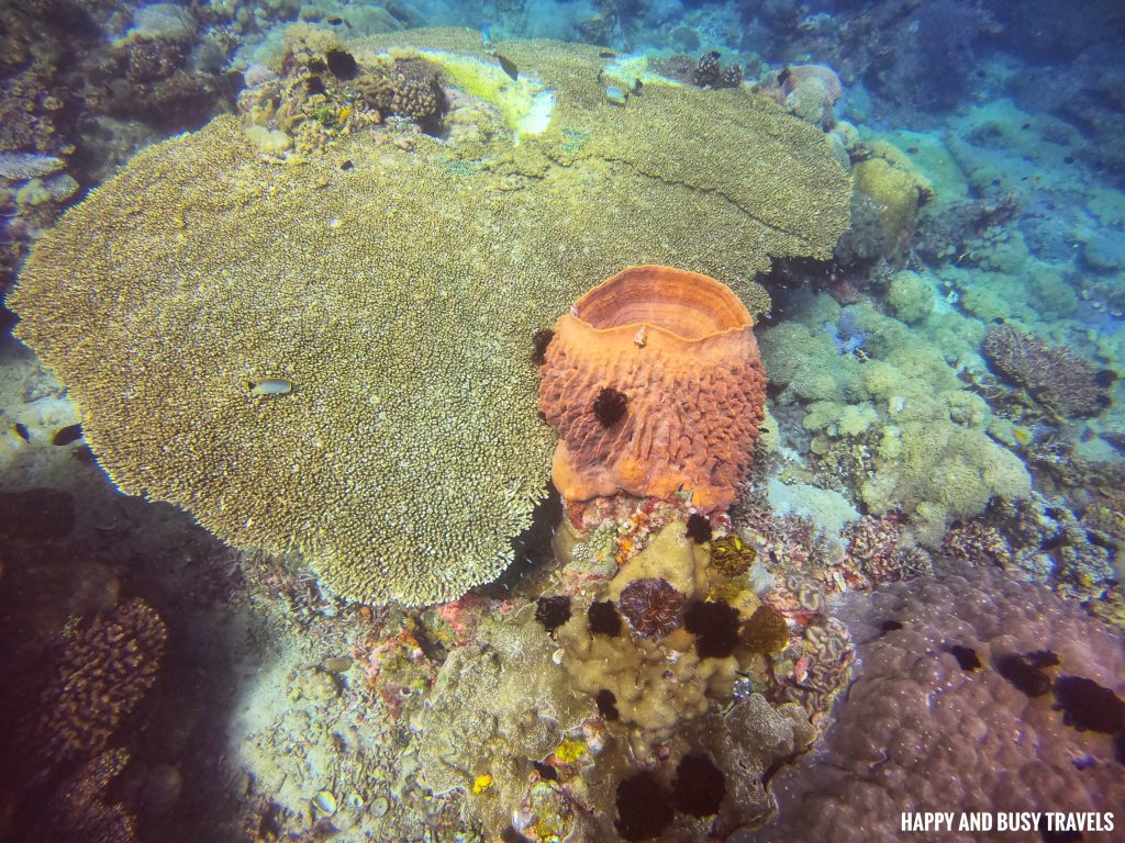 barrel sponge Discovery Scuba Diving Where to get scuba diving lessons Scandi Divers - Where to stay in Puerto Galera Lalaguna - Happy and Busy Travels