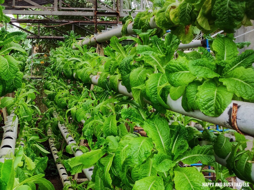 Lettuce in hydroponics Harvest Kitchen and Cafe - Where to eat in Indang Tagaytay Silang Cavite - Happy and Busy Travels