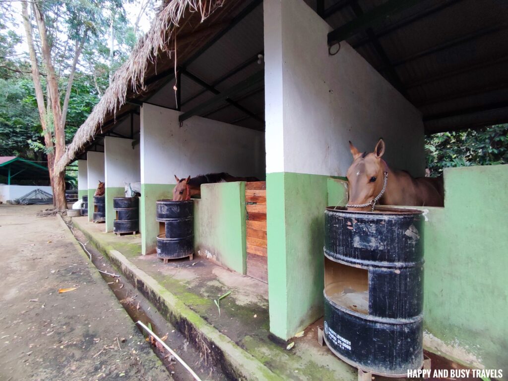 Horse feeding MGM Ranch and Farm - Happy and Busy Travels Where to stay in Batangas