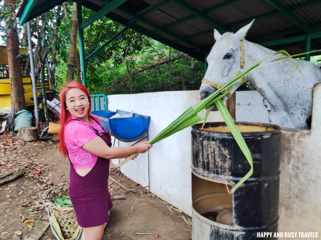 Horse feeding MGM Ranch and Farm - Happy and Busy Travels Where to stay in Batangas