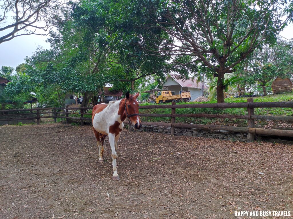 horse MGM Ranch and Farm - Happy and Busy Travels Where to stay in Batangas