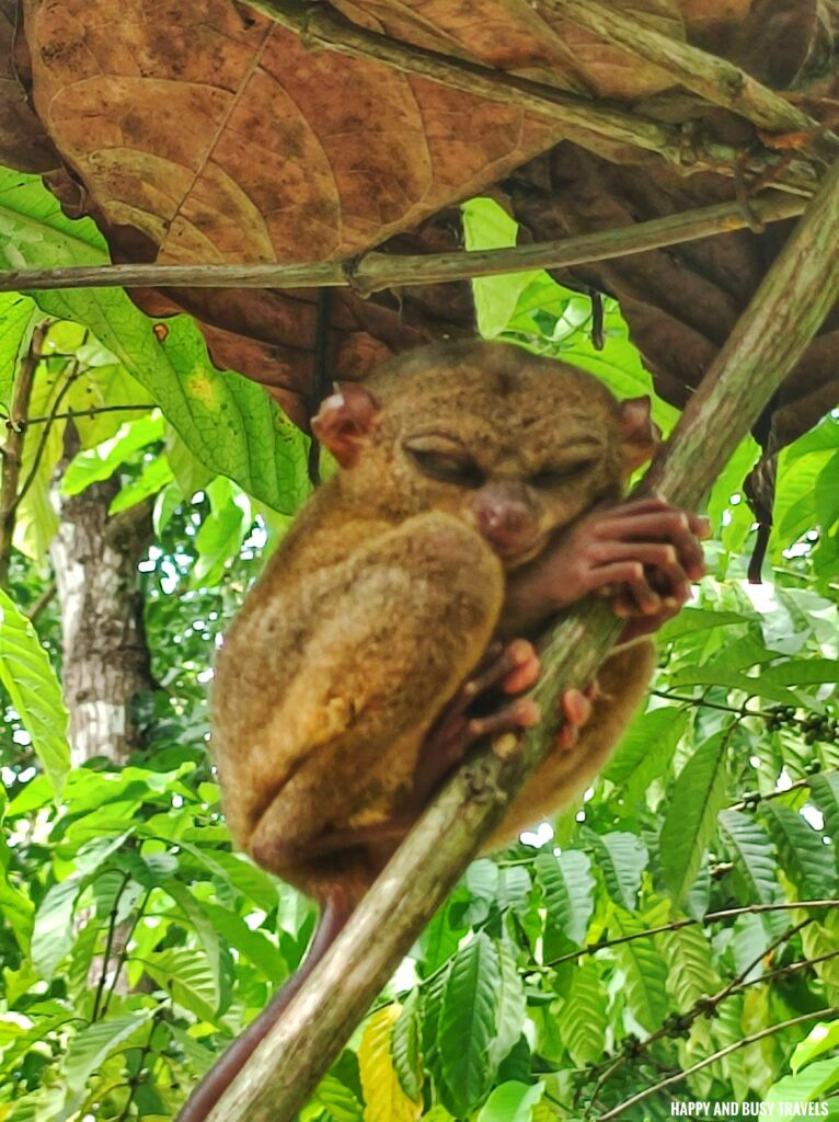 What to do in Bohol Travel Guide 5 days itinerary 9 - tarsier bohol enchanted - Where to go Philippines - Happy and Busy Travels