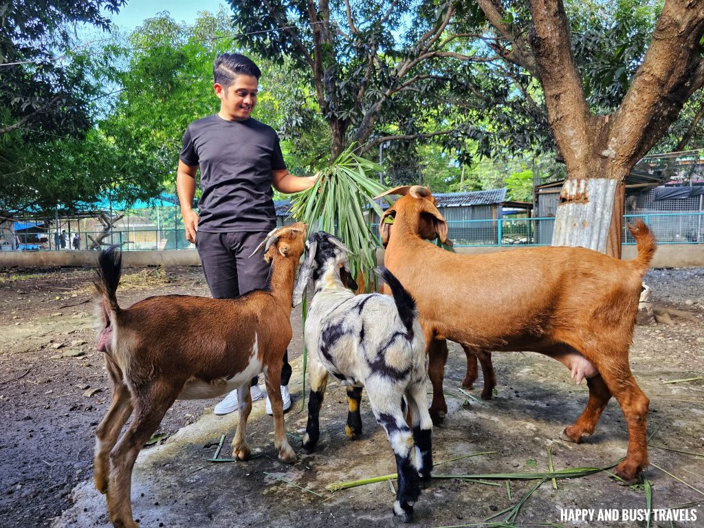 EJ Play and Campground 35 - goat feeding farm tour what to do activities facilities Where to go stay imus cavite unwind resort farm animals nature - Happy and Busy Travels